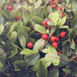 Organic Rosehip Oil – Lesotho